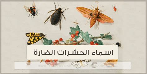 علم الحشرات
